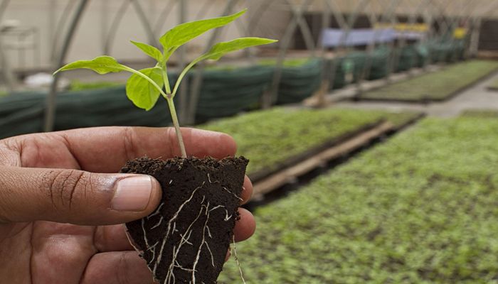 Funding Available through USDA Organic and Transitional Education and Certification Program 