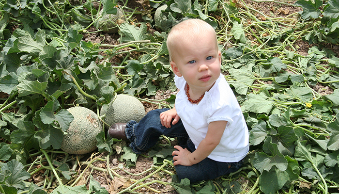 Arizona’s Two Cantaloupe Seasons