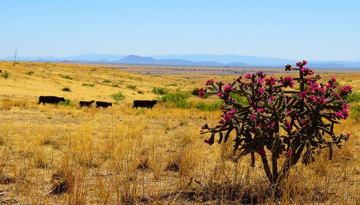 Assessing Western Drought Conditions 2022
