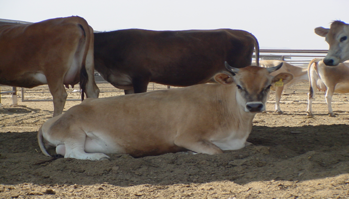 Dairy Farmers' Sustainability - Video