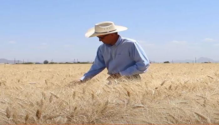 Capturing the Cameo: Arizona Agriculture Video