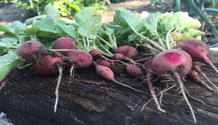 Arizona Radishes Offer Lots of Unique Nutrients