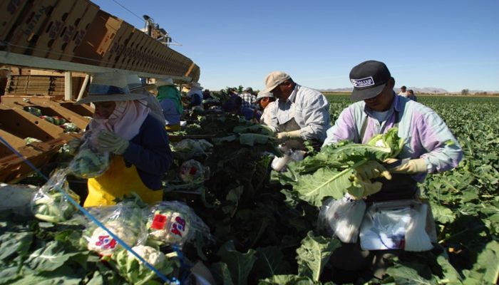 Arizona Grown Fall Veggies are A Big Deal 