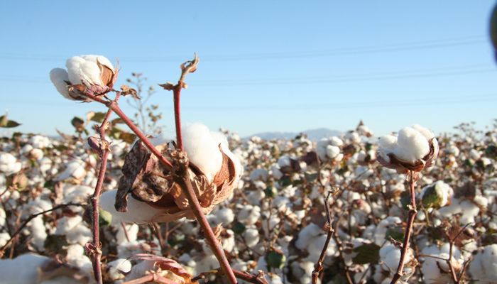 Rosie on the House’s Farm Fresh Hour Discovers 10 Reasons Arizona Cotton is So Special