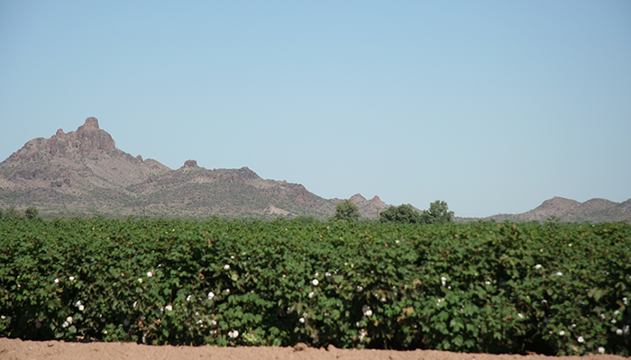 Video: Arizona Agriculture Is a Perfect Environment for Scientists to Study Climate Change