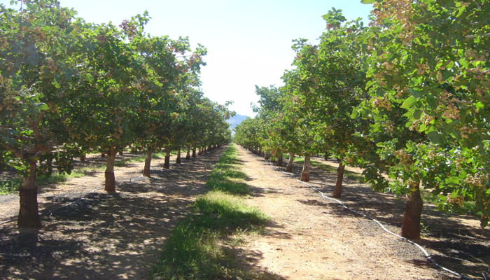 New Study Reveals Pistachios Are an Antioxidant Powerhouse