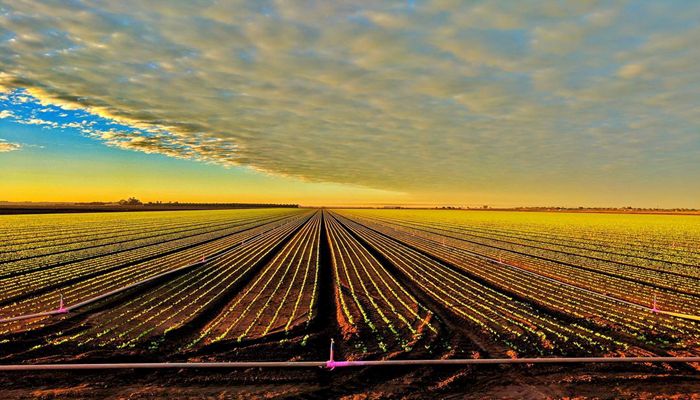 Rosie on the House: Arizona Agriculture’s Water Use and the Truths You don’t Always Hear About