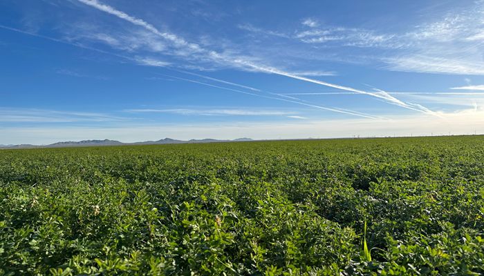 Video: Arizona's Essential Alfalfa