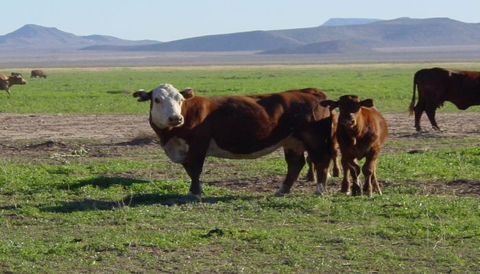 The WOLF Act Aims to Fairly Compensate Ranchers for Livestock Losses