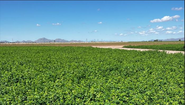 Alfalfa is Only One Link Up Ahead of Us on the Local Food Supply Chain 