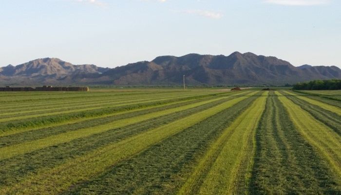 Understanding the Economics of Arizona Alfalfa 