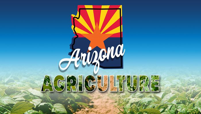 Thirsty Crops and Hungry Cities: Understanding Az Agriculture's Water Use