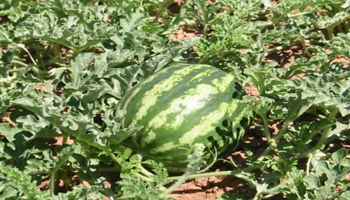 Rosie on the House: Arizona Melons Need Arizona Water