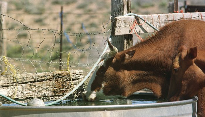 It’s Hot Outside but Arizona Agriculture’s Got This!