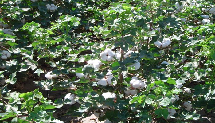 Video: Arizona Cotton For You