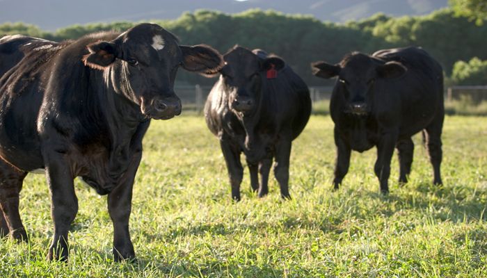 Our Favorite Facts about Beef