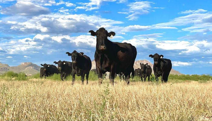Facts about Arizona Beef We Love