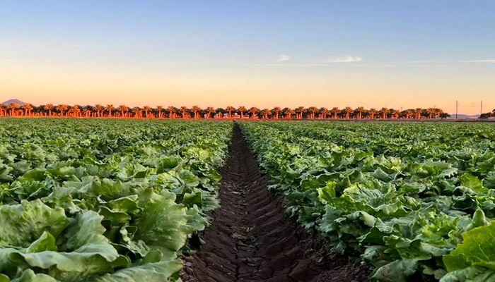 The 2023-2024 Arizona Leafy Green Season is Upon Us!