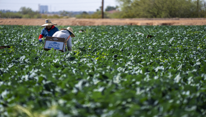 Rosie on the House: The Latest About our Arizona Leafy Green Industry