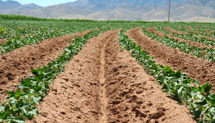 Join the U of A in Enhancing Irrigation Efficiency through Soil Moisture Sensor Research