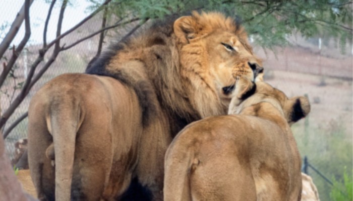 Can You Feel the Love? A Valentine's Day Date at the Phoenix Zoo