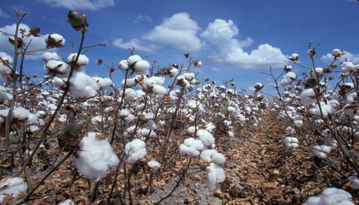 EPA Update on Over-the Top Uses of Dicamba