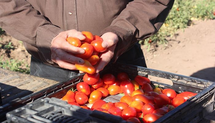 Arizona Farming and Ranching is Hands-On!