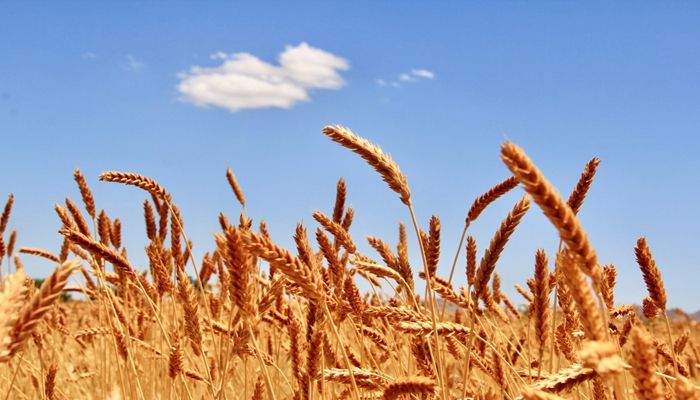 Rosie on the House: Arizona’s Ancient Grains Story