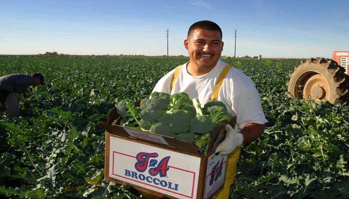Ag Labor: What Arizona Farms and Ranches Do For their Employees
