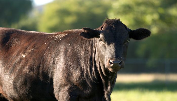 Rosie on the House: Celebrating National Beef Month 2024