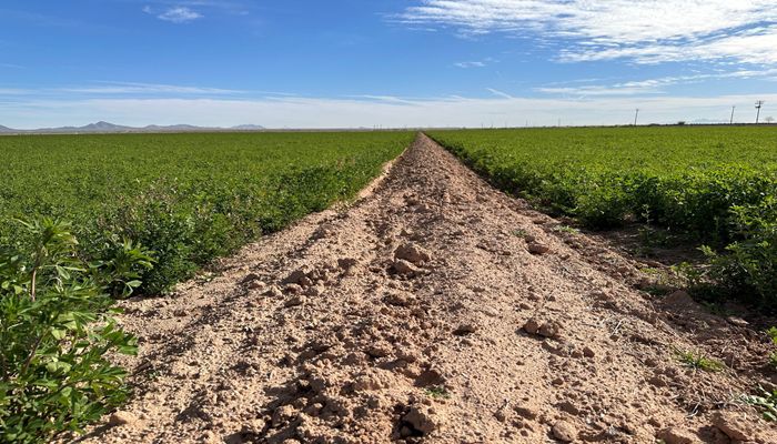 The Essential Nature of Arizona Agriculture