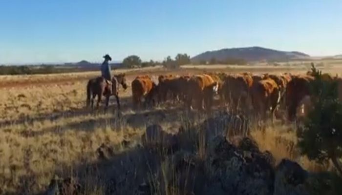 What's On Tap for the Global Protein Meat Market?