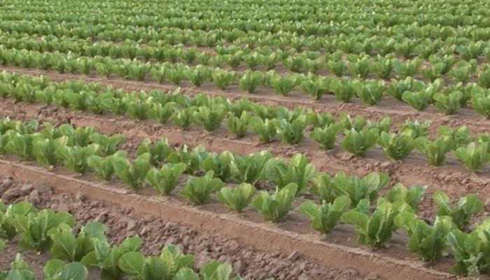 Arizona Agriculture Commodities are Essential. Here's Why.