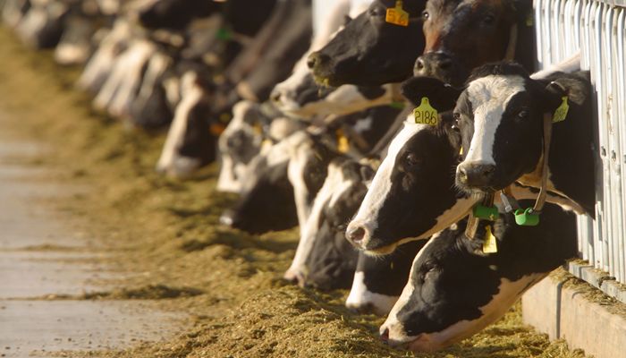 Rosie on the House: Arizona’s Dairy Industry on Top of the 2024 Leaderboard