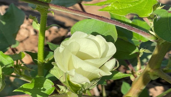 Celebrating the Cotton Bloom: A Generational Family Tradition