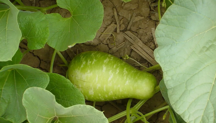 Rosie on the House: Arizona Agriculture Grows and Raises Everything! Well, almost.