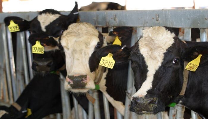 Arizona Hosts One of the Oldest Dairy Cooperatives in the Country: We Visit With One of Its Leaders