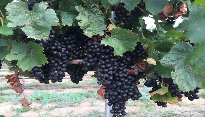 Top Reasons to Celebrate Arizona Wine!