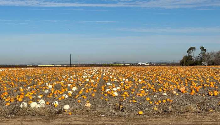 2024 Fall Festival Time on the Farm!