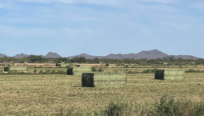 A Curious Question from An Arizonan: What Percentage of Farmers in Arizona are Food Producers Versus Fiber Producers?