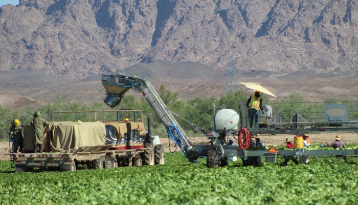 Rosie on the House: Our Leafy Greens Don’t Start at the Grocery Store