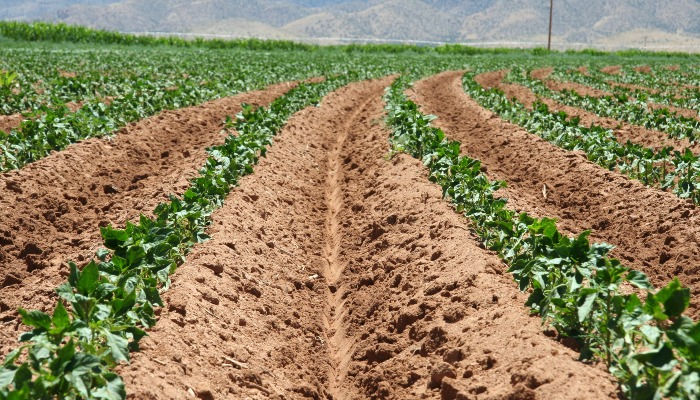 Healthy Soil is Found in Regenerative and Conventional Farming