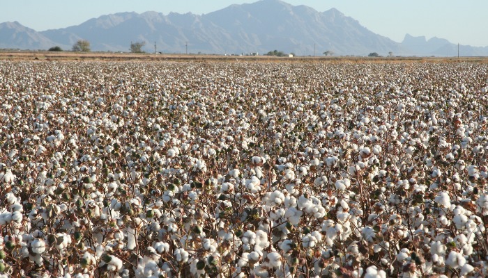 Rosie on the House: Arizona Agriculture’s Beautiful Trifecta: Climate, Water, and Soil