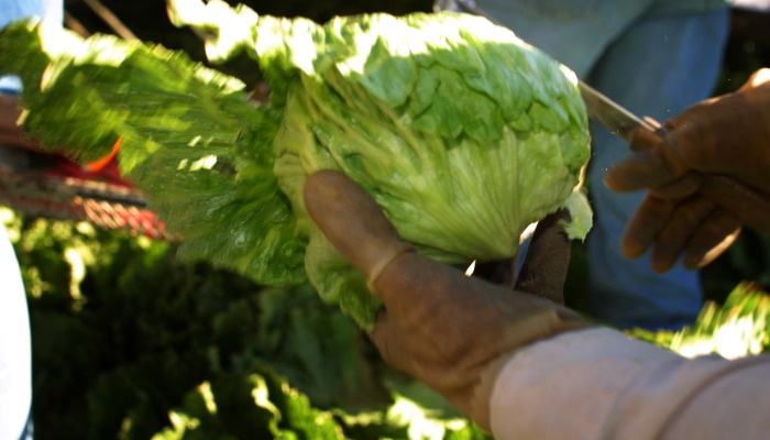 Yuma Agriculture: A Powerhouse of Economic Impact and Efficiency