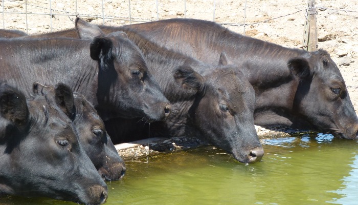 Rosie on the House: Understanding Beef, A Consumer’s Guide to Quality, Nutrition, and Sustainability