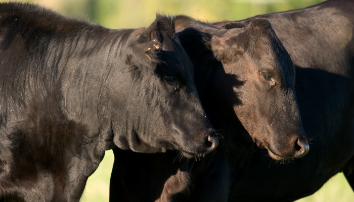 Secretary Rollins Suspends Live Animal Imports Along the Southern Border
