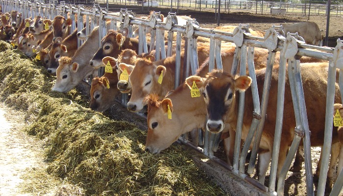 Rosie on the House: The Dairy Farming Renaissance in Arizona and Beyond