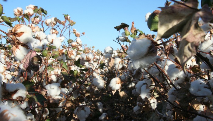 The Economic Impact of Cotton Farming and Ginning in Arizona: A Game Changer