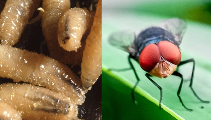 New World Screwworm: Awareness and Resources to Protect Your Livestock