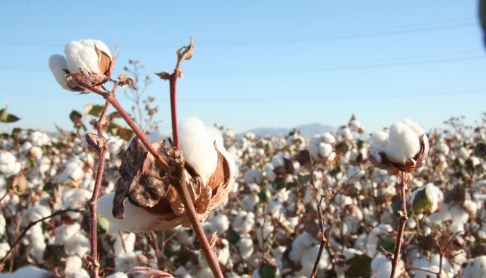 Traditional Arizona Agriculture: Economically and Sustainability Critical